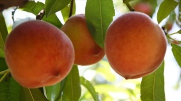 Coğrafi işaretli "Lapseki şeftalisi"nde ihracat &uuml;r&uuml;nleri toplanmaya başlandı