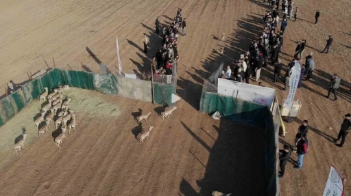 Cudi Dağı&rsquo;na 30 ceylan bırakıldı
