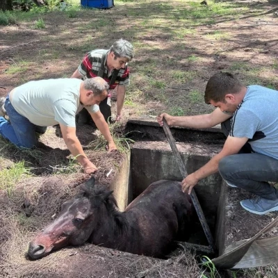 &Ccedil;ukura d&uuml;şen yabani at kurtarılarak doğaya salındı
