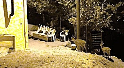 Dağ ke&ccedil;ileri evlerin arasında yiyecek ararken g&ouml;r&uuml;nt&uuml;lendi