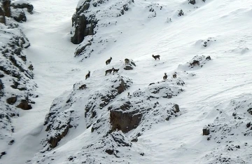 Dağ ke&ccedil;ileri Munzur Dağlarına renk katıyor
