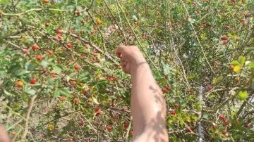 Dağlarda ki şifa deposu, Yozgat&rsquo;ta yoğun talep g&ouml;r&uuml;yor
