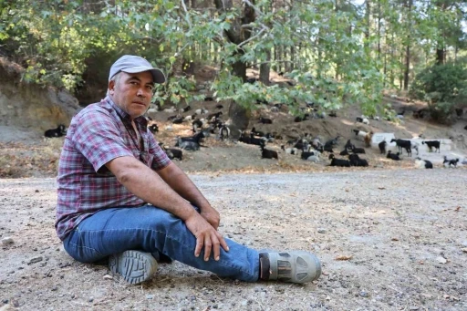 Dağlardaki kurtlar, ke&ccedil;i &ccedil;obanlarının en b&uuml;y&uuml;k kabusu oldu
