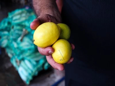 Dalında 5 TL olan limon, markette 20 katına satılıyor