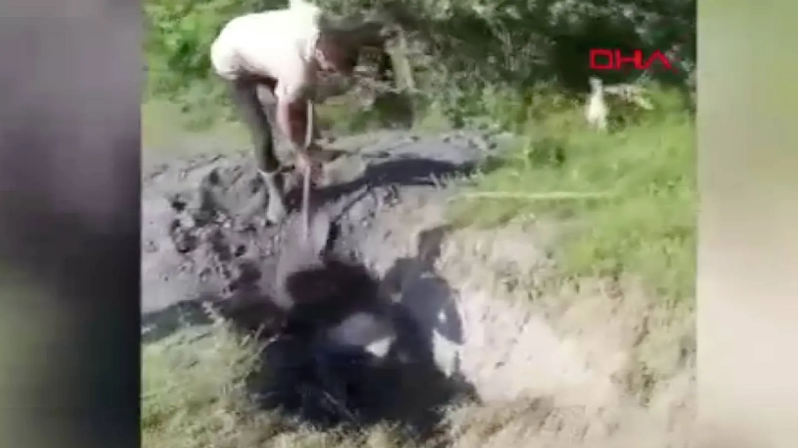  Define i&ccedil;in kazılan &ccedil;ukura d&uuml;şen inek kurtarıldı