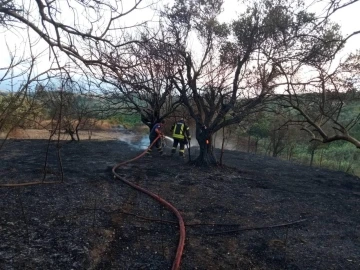 Defne&rsquo;de zeytinlik yangını
