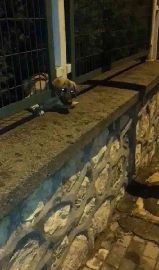 Demir korkuluklara sıkışan yavru k&ouml;pek b&ouml;yle kurtarıldı