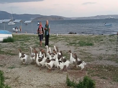 Denize giren kazlardan tatilciler şikayet&ccedil;i oldu