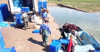 Denize kıyısı olmayan Yozgat&rsquo;taki g&uuml;m&uuml;ş balıkları Avrupalılara &ccedil;erez oluyor
