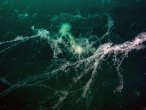 Marmara Denizi'nde b&uuml;y&uuml;k tehlike