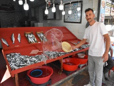 Denizlerde sardalya bolluğu