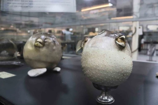 Denizlerdeki 400 farklı canlı t&uuml;r&uuml; İzmir&rsquo;de meraklıları i&ccedil;in sergileniyor
