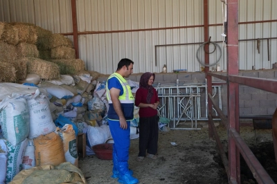 Denizli'de &uuml;reticilere b&uuml;y&uuml;kbaş hayvan i&ccedil;in veterinerlik desteği