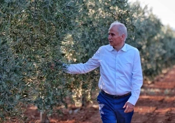 Denizli&rsquo;nin 11 il&ccedil;esinde bin &uuml;reticiye 80 bin zeytin fidanı dağıtılacak
