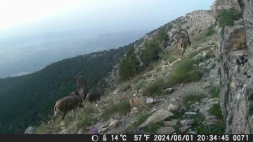 Denizli&rsquo;nin dağlarında belgeseli aratmayan g&ouml;r&uuml;nt&uuml;ler
