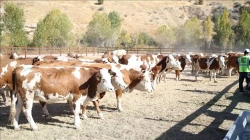 Deprem b&ouml;lgesinde 5 bin 804 b&uuml;y&uuml;kbaş hayvanın dağıtımına başlandı