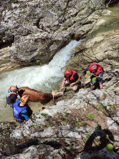 Derede mahsur kalan dana AFAD ekiplerince kurtarıldı
