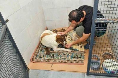 Dereye d&uuml;şen k&ouml;pek ve yavrularına Esenyurt Belediyesi sahip &ccedil;ıktı