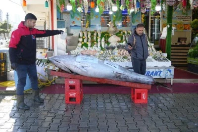 Dev orkinos g&ouml;renleri hayrete d&uuml;ş&uuml;rd&uuml; 