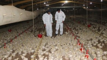 Devlet desteğiyle kurduğu &ccedil;iftlikte Et ve S&uuml;t Kurumuna tavuk sağlıyor