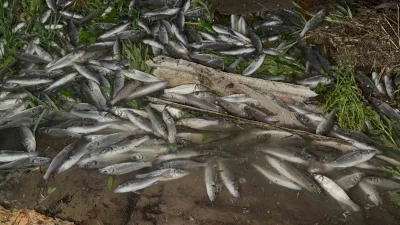 Devrilen tırdan karayoluna sa&ccedil;ılan kilolarca balık telef oldu
