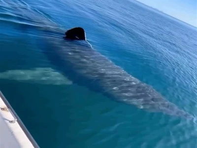 Dezenformasyonla M&uuml;cadele Merkezi'nden 'k&ouml;pekbalığı' iddiasına yalanlama