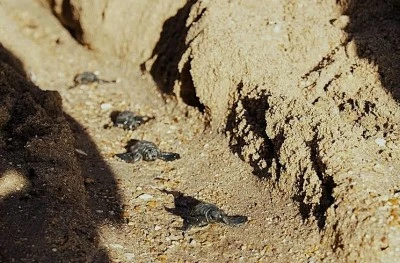 Didim&rsquo;de Caretta caretta yuvasından 82 yavru denize ulaştı