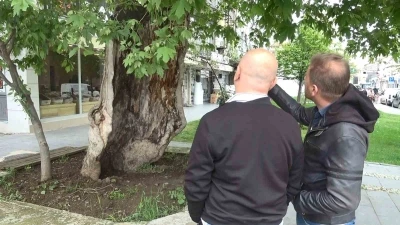 Dış kabuğunun &uuml;st&uuml;nde duran asırlık &ccedil;ınar ağacı g&ouml;renleri şaşkına &ccedil;eviriyor
