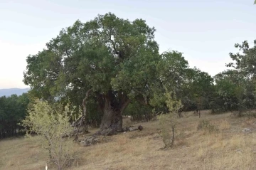 Diyarbakır&rsquo;da asırlık bıtttım ağacının anıt olarak tescillenmesi isteniyor
