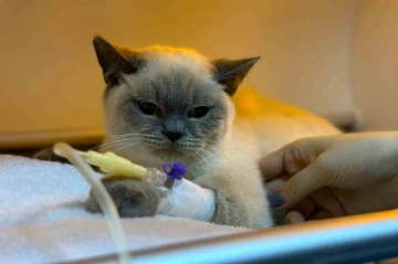 Diyarbakır Hayvan Hastanesi&rsquo;nde &rsquo;soğuk algınlığı&rsquo; yoğunluğu
