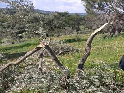 Doğa katliamı: 700 incir ve zeytin ağacı kesildi