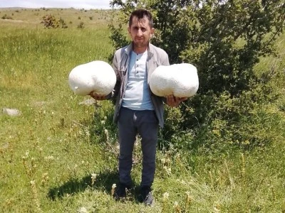 Doğa y&uuml;r&uuml;y&uuml;ş&uuml; yaparken 20 kilogram ağırlığında mantar buldu