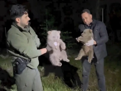 Doğada yalnız bulunan yavru ayılar koruma altına alındı
