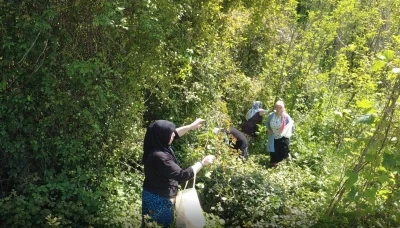 Doğanın şifalı otu &lsquo;kır&ccedil;an&rsquo;ın sezonu başladı
