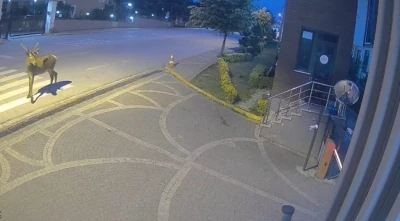 Doğaya salınan kızıl geyikler şehri &ccedil;ok sevdi
