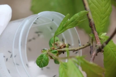 Doğaya savaş&ccedil;ı b&ouml;cekler bırakıldı
