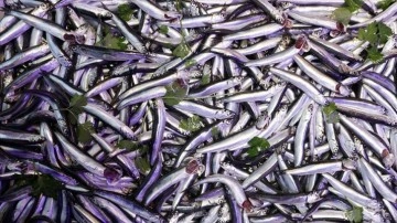 Doğu Karadeniz'de balık&ccedil;ılar hamsi bolluğu i&ccedil;in soğuk havayı bekliyor