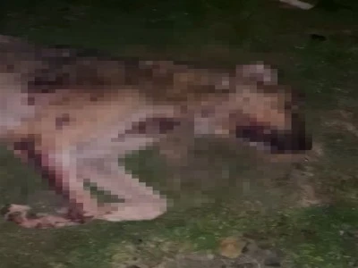 Dokuz k&ouml;pek &ccedil;&ouml;p kutusunda &ouml;l&uuml; bulundu: Valilik a&ccedil;ıklama yaptı