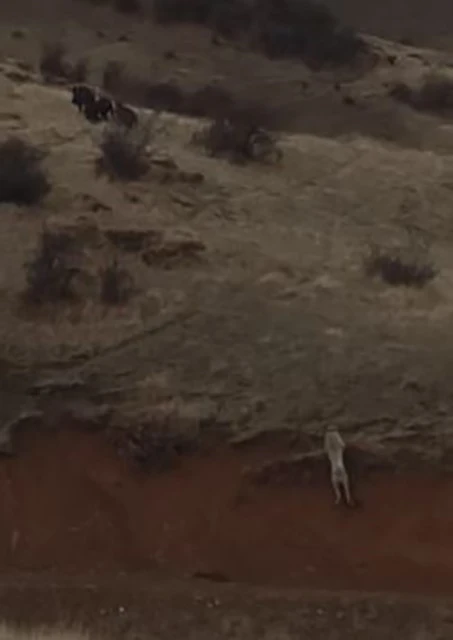 Domuz s&uuml;r&uuml;s&uuml; ka&ccedil;tı, &ccedil;oban k&ouml;peği kovaladı
