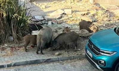 Domuz s&uuml;r&uuml;s&uuml; mahalleye indi, vatandaşlar tedirgin oldu