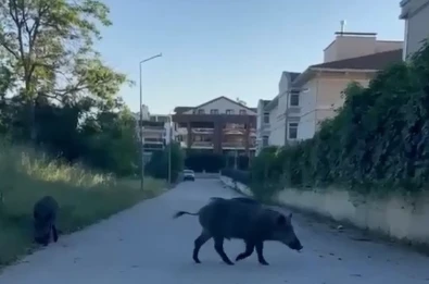 Domuzlar yerleşim yerine inerek yiyecek aradı