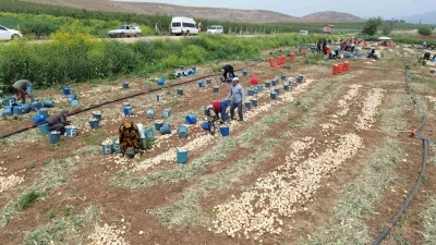 Don ve kuraklığın rekolteyi etkilemediği soğan, tarladan 8 TL&rsquo;den alıcı buluyor
