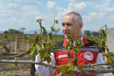 Don zararı sonrası bağlarda yapılması gerekenler sıralandı

