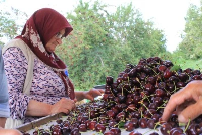  Dondurulmuş kirazda da d&uuml;nya lideriyiz
