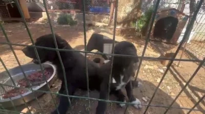 D&ouml;v&uuml;ş k&ouml;peği &uuml;retip yavruların kulaklarını kesen işletmeye 323 bin TL ceza