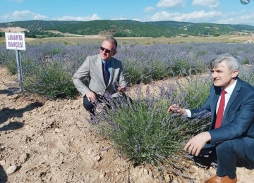 DP&Uuml; Tavşanlı Meslek Y&uuml;ksekokulunda lavanta bah&ccedil;esi
