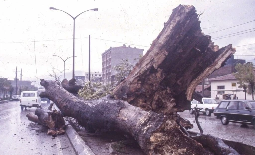 Dua &Ccedil;ınarı &uuml;niversitede sergileniyor