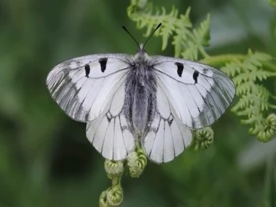 &lsquo;Dumanlı Apollo&rsquo; Uludağ&rsquo;da g&ouml;r&uuml;nt&uuml;lendi