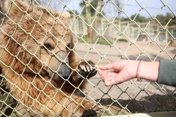 D&uuml;nya Ayı G&uuml;n&uuml;&rsquo;nde ayılara balkabağı pastası
