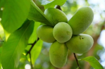 D&uuml;nya meyveleri bu bah&ccedil;ede
